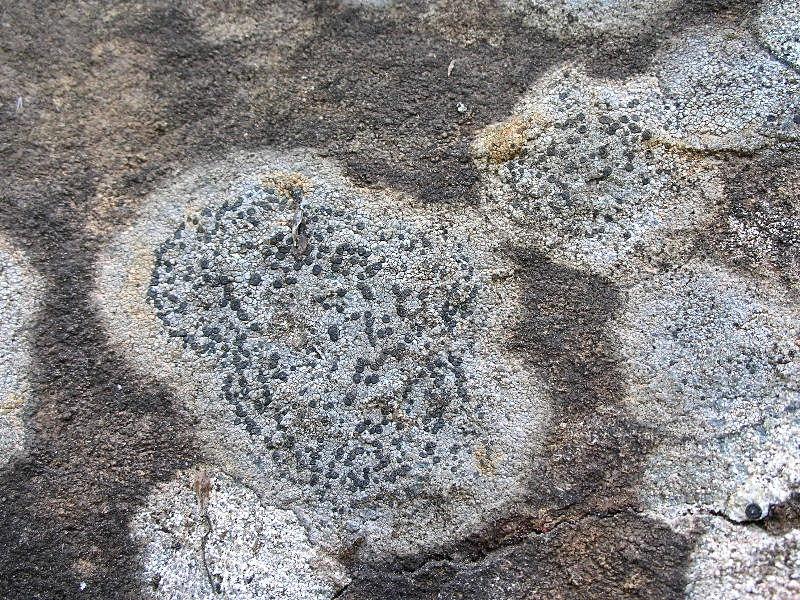 Rhizocarpon petraeum